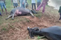 14 con trâu của nông dân Ba Vì lăn ra chết, nghi do đầu độc