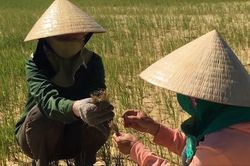 Quảng Trị: Lúa chết khô vì thiếu nước