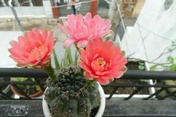 5 loại cây, hoa 'phá tan' phong thủy, gia chủ không nên đặt trong nhà