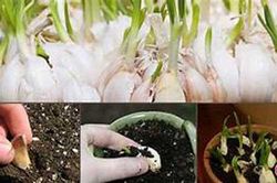 Trồng tỏi trong thùng xốp cực nhanh, ăn cả mùa chẳng hết