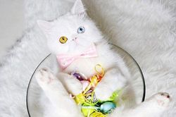 Chú mèo bị hắt hủi vì sở hữu cặp mắt 2 màu đẹp khó tả