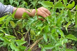Người phụ nữ nguy kịch vì đắp lá cây lên vết thương