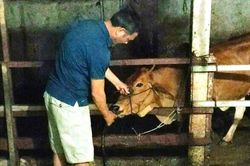 Bơm nước vào bụng bò trước khi giết mổ