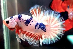 Những người đam mê cá Betta