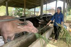 Những thanh niên triệu phú ở Chiêm Hóa