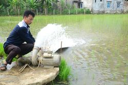 Không để mạ 'chờ' ruộng
