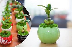 Cây tài lộc còn được gọi là cây 'Thần Tài', đặt ở đâu lộc chảy về chỗ đó
