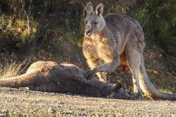 Kangaroo đau khổ vuốt ve bạn đời bị ô tô cán chết
