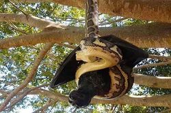 'Mãng xà' khổng lồ há miệng tấn công ô tô