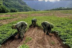 Đồn Biên phòng Làng Mô giúp dân thu hoạch lạc