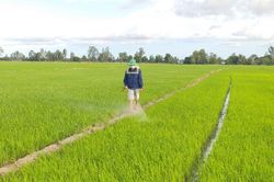 Bạc Liêu triển khai canh tác giống lúa ngon nhất thế giới