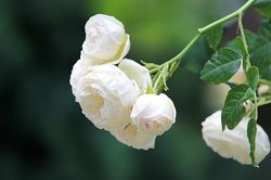 Tử vi thứ Hai ngày 13/7/2020 của 12 cung hoàng đạo
