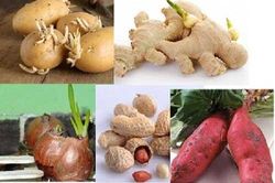 4 thực phẩm mọc mầm vứt bỏ ngay lập tức, kẻo ung thư gõ cửa