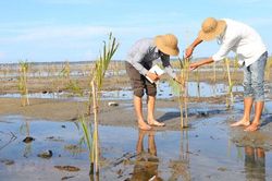 Giải pháp phục hồi và phát triển rừng ngập mặn Nam Trung Bộ