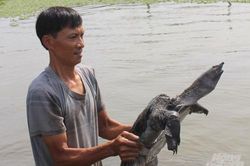 Nam Định: 'Đút túi' gần nửa tỷ đồng/năm nhờ nuôi ba ba gai