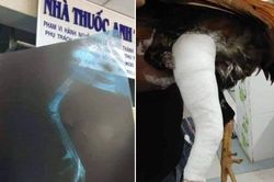 Gà cưng bị gãy chân, thanh niên làm điều khiến ai cũng 'choáng'