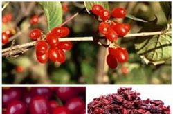 3 bài thuốc trị hiếm muộn do dương hư