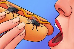 Điều khủng khiếp gì xảy ra khi ruồi đậu lên thức ăn của bạn?