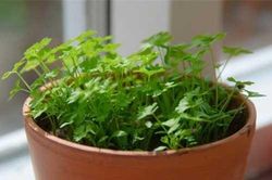 Mách chị em 8 loại rau thơm chỉ trồng trong góc bếp cũng 'lớn nhanh như thổi'
