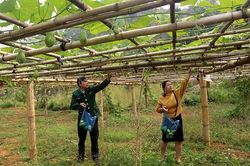 Chuyển đổi cơ cấu cây trồng phù hợp lợi thế địa phương