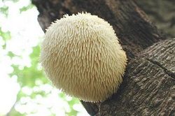 Nấm lông nhím chữa bệnh đường tiêu hóa