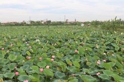Hiệu quả từ trồng sen trên đất trũng Hà Nam