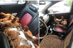 Cả đàn gà thoải mái ngồi trong ô tô điều hòa mát lạnh khiến người đi đường 'tròn mắt' ngạc nhiên