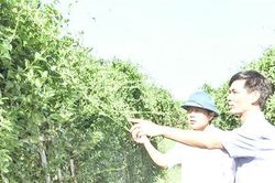 Triển vọng từ mô hình trồng cây Thìa Canh