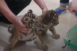 Lợi dụng mạng xã hội để buôn bán động vật hoang dã