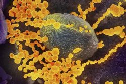 Vaccine phòng COVID-19 của Mỹ vào giai đoạn thử nghiệm cuối cùng ở người
