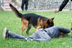 Tận thấy cảnh khuyển phát hiện ma túy, cỏ Mỹ và truy bắt tội phạm