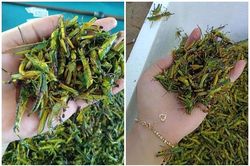 Châu chấu trứng 150 nghìn/kg, muốn ăn phải đăng ký chờ ưu tiên