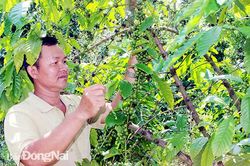 Phát triển các chuỗi liên kết trong sản xuất
