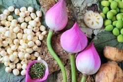 Cây sen - vị thuốc đa năng