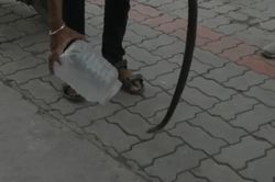 Bị từ chối đổ xăng, người đàn ông đem rắn đến tấn công nhân viên
