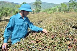 Nhiều diện tích chè ở Thanh Chương, Anh Sơn khô cháy vì nắng nóng