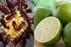 'Tất tần tật' các mẹo hay đuổi ruồi, muỗi, kiến, gián ra khỏi nhà bằng những nguyên liệu giá rẻ như cho