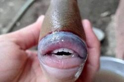 Loài cá có bộ răng giống con người gây xôn xao