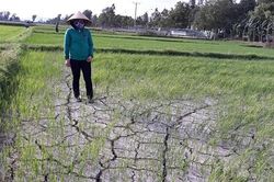 Nghệ An: Trên 11 ngàn ha cây trồng bị hạn