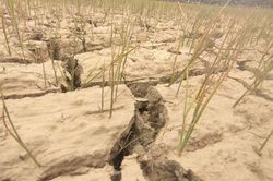 Sông ngòi cạn khô, cá chết hàng loạt, lúa non khô cháy