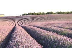 Sống ảo ở những vùng Lavender trên nước Pháp