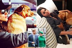 Meghan không đón chó cưng về sống cùng để 'giữ hòa khí gia đình'