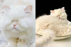 Em mèo mù xinh đẹp này là minh chứng cho sức mạnh của tình yêu thương