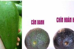 Nhìn vào cuống quả bơ, thấy có điểm này thì chớ dại mua về kẻo mất tiền mà rước thêm bệnh vào người