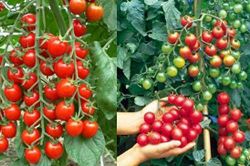 Bí quyết trồng cà chua trên sân thượng nhanh được thu hoạch, ăn cả năm không hết quả