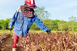 Nắng nóng dữ dội: Cá chết, đồng khô, hồ hết nước
