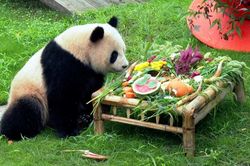Sinh nhật mừng 2 tuổi của bé gấu trúc nặng 67 kg
