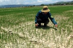 Gần 55.000ha cây trồng ở khu vực Trung Bộ bị hạn hán, thiếu nước