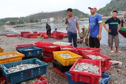 Chợ cá Cửa Lò đắt hàng trong mùa du lịch