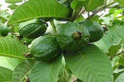 Chỉ cần dùng lá ổi bị những bệnh này không bao giờ tốn tiền mua thuốc tây hay tới bác sĩ